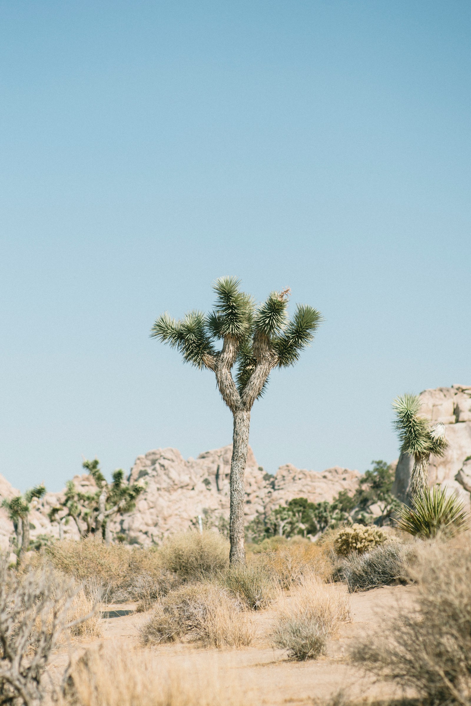 Joshua tree and pale boulders beneath a clear desert sky