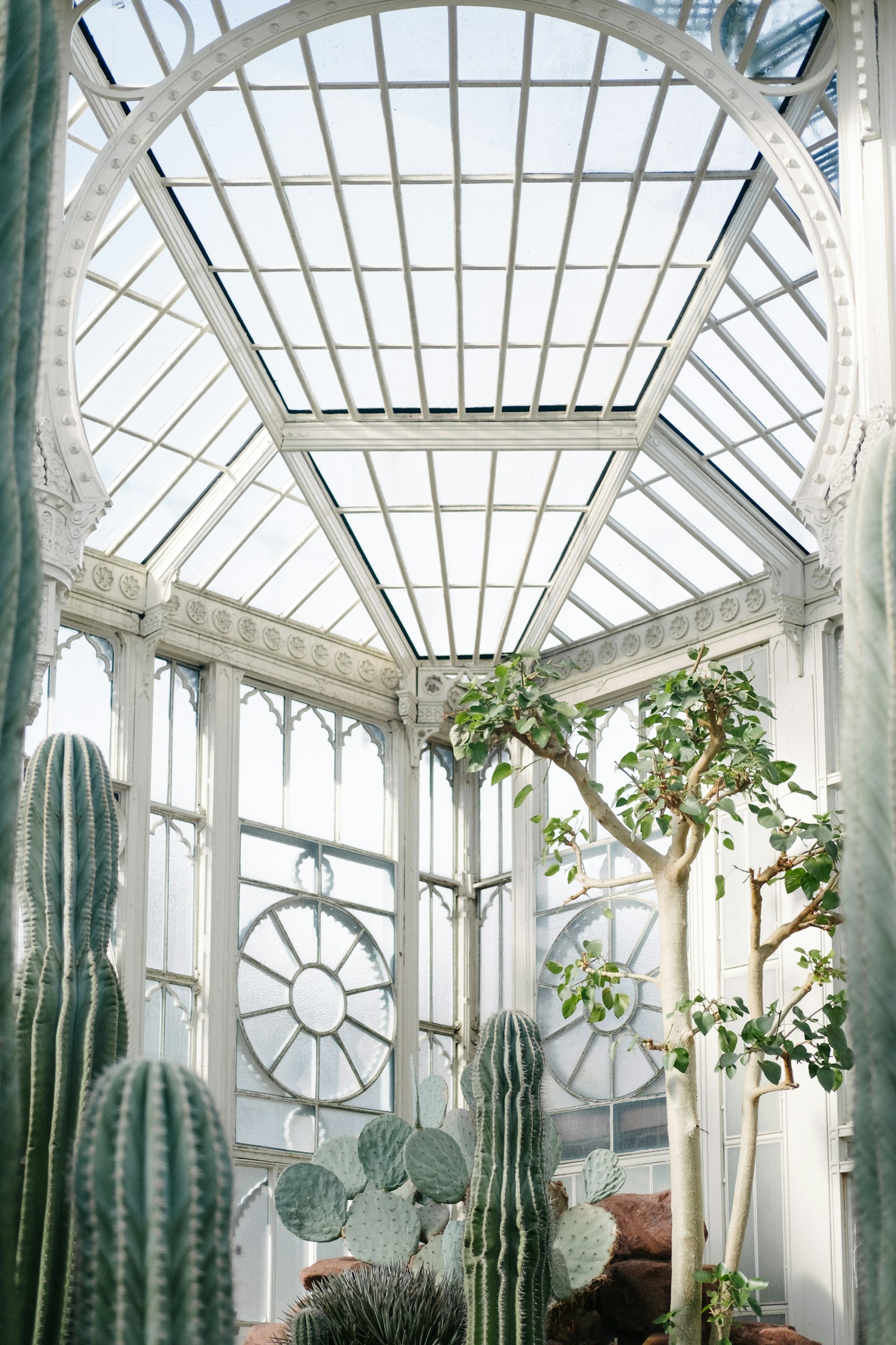White-painted conservatory roof and tall cacti beneath glass panels